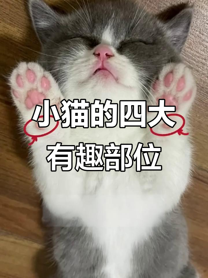 猫咪身上四个神奇部位,揭秘它们的独特功能
