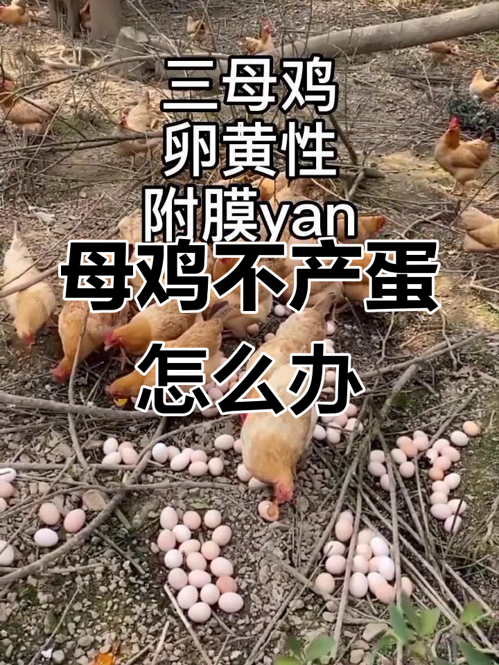 母鸡不下蛋的原因及解决方法