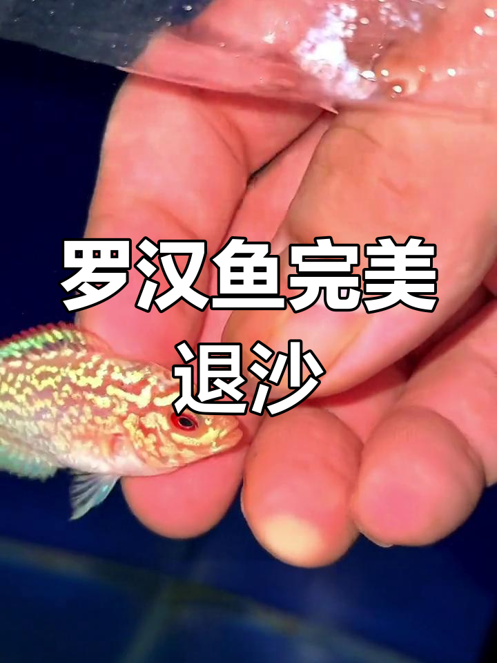 泰国罗汉鱼完美退沙,粗拉线全清