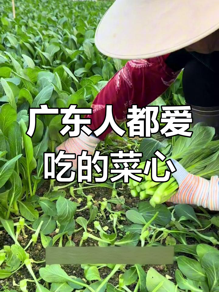广东人爱吃菜心,农家种植保持原汁原味