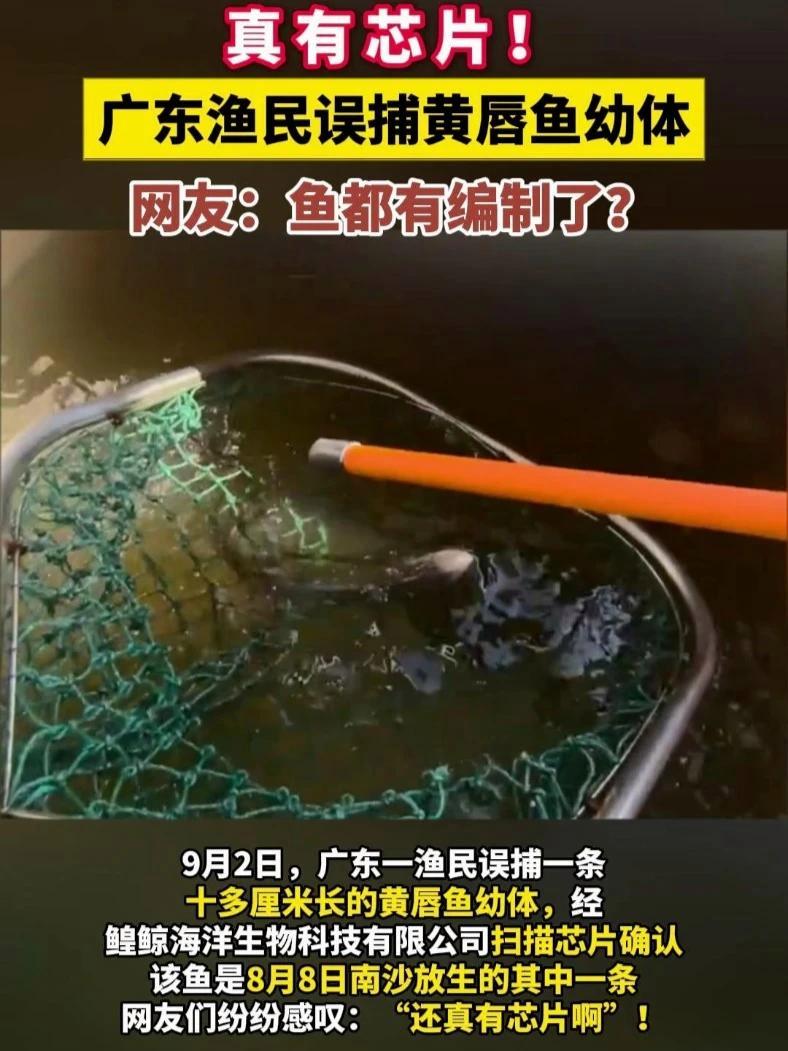 真有芯片!9月2日广东渔民误捕黄唇鱼幼体,网友:鱼都有编制了?水产养殖 黄唇鱼 种苗