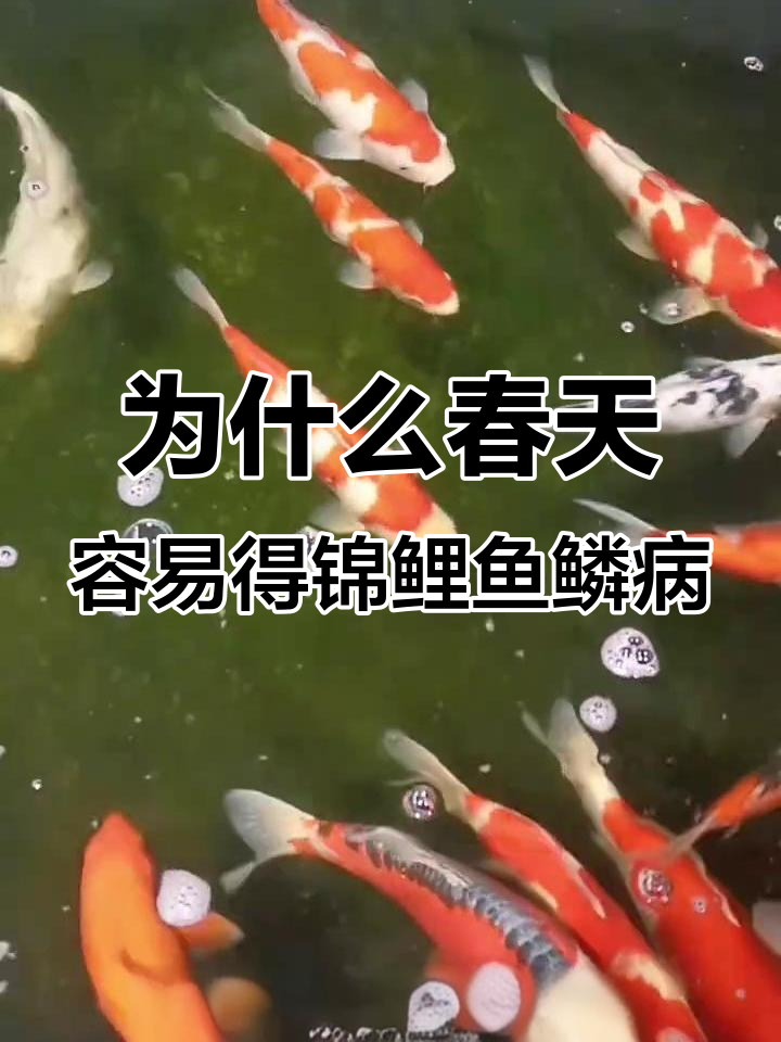 春季锦鲤鱼鳞病高发原因分析