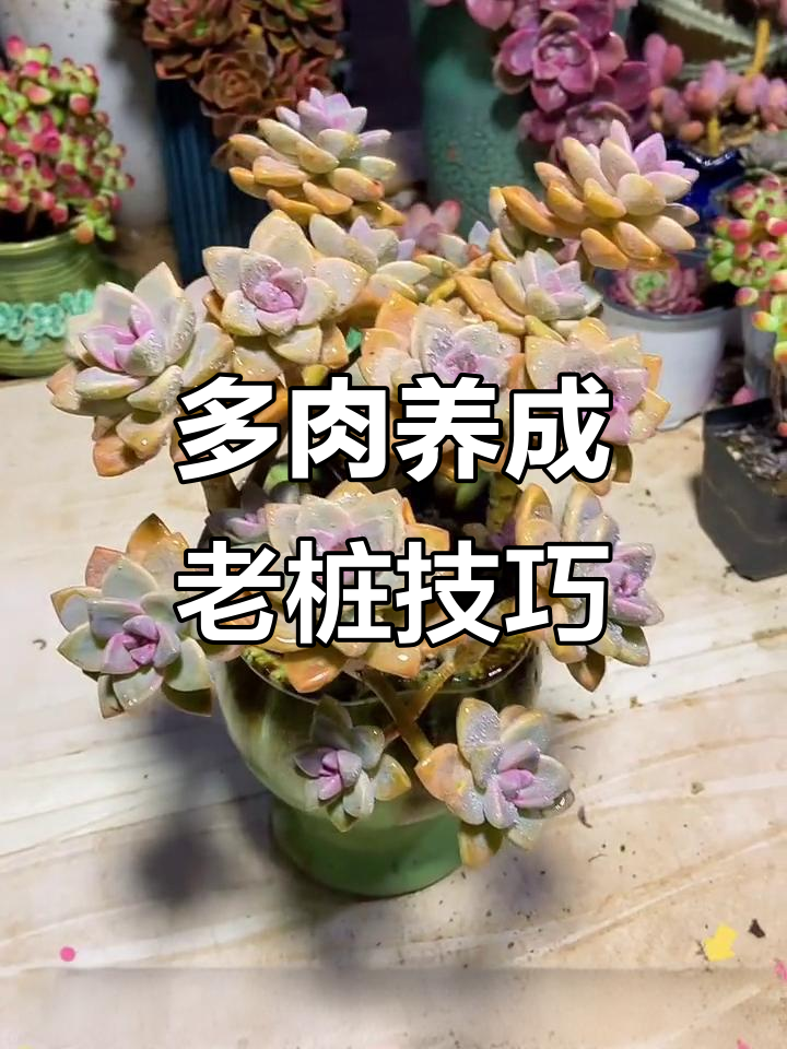 掌握三个要点，轻松打造多肉植物老桩