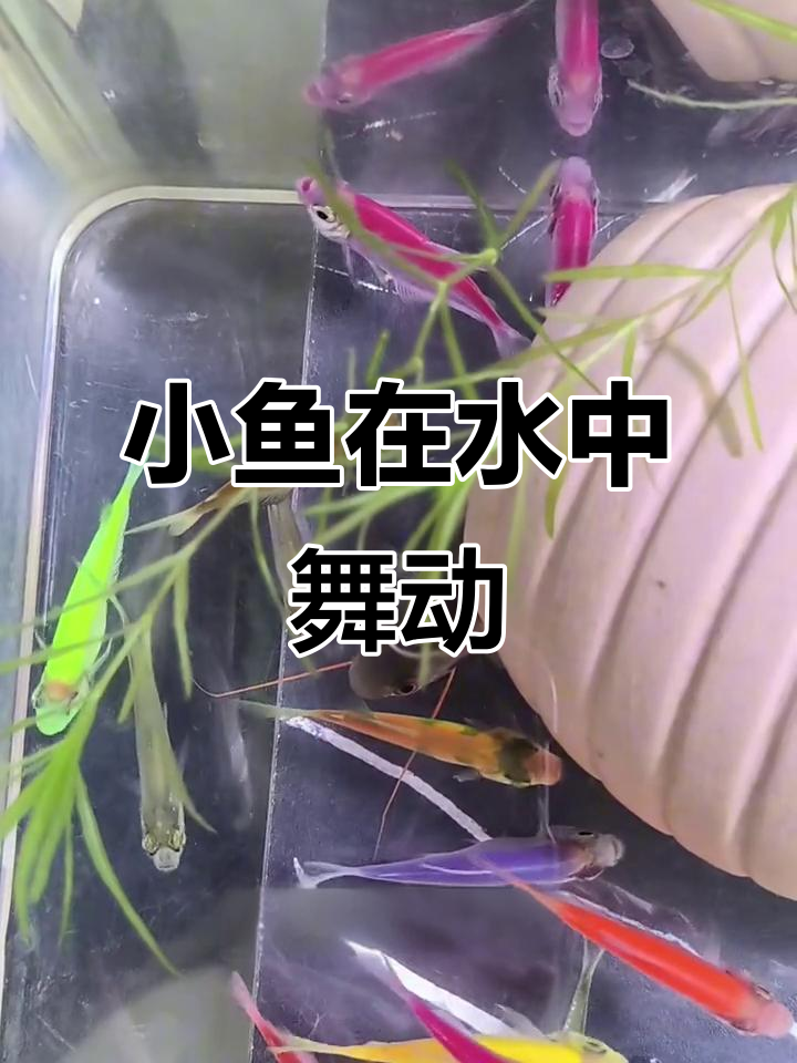 假期里的彩色小鱼，像小精灵一样游动