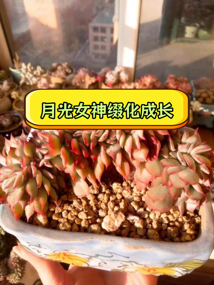 两年后的月光女神缀化成长记录