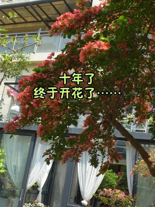 养了十年终于开花啦我的春天来啦#谁知道这是什么 #养花我是认真的 #用镜头留下春天的浪漫