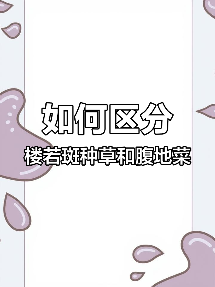 柔弱斑种草与附地菜的叶片区别,如何分辨它们