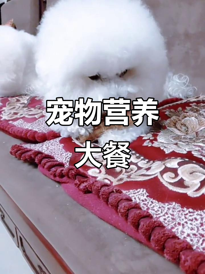吃饭不忘毛孩子,鸡肉卷鲨鱼骨补钙强牙!