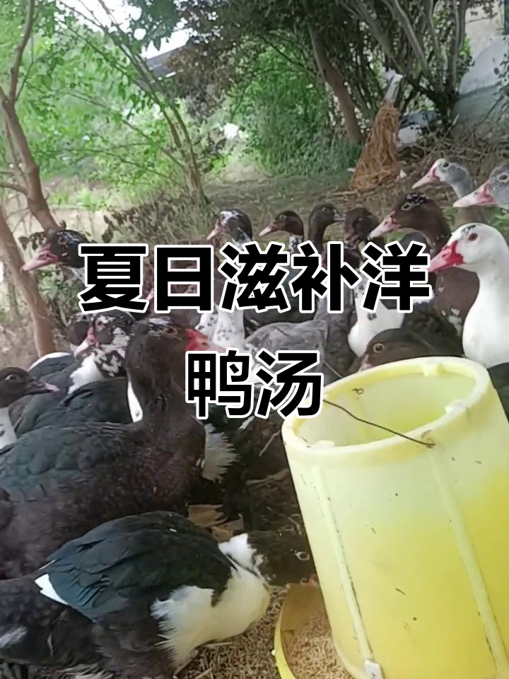 夏季滋补必备:飞行的洋鸭子炖汤,营养满满