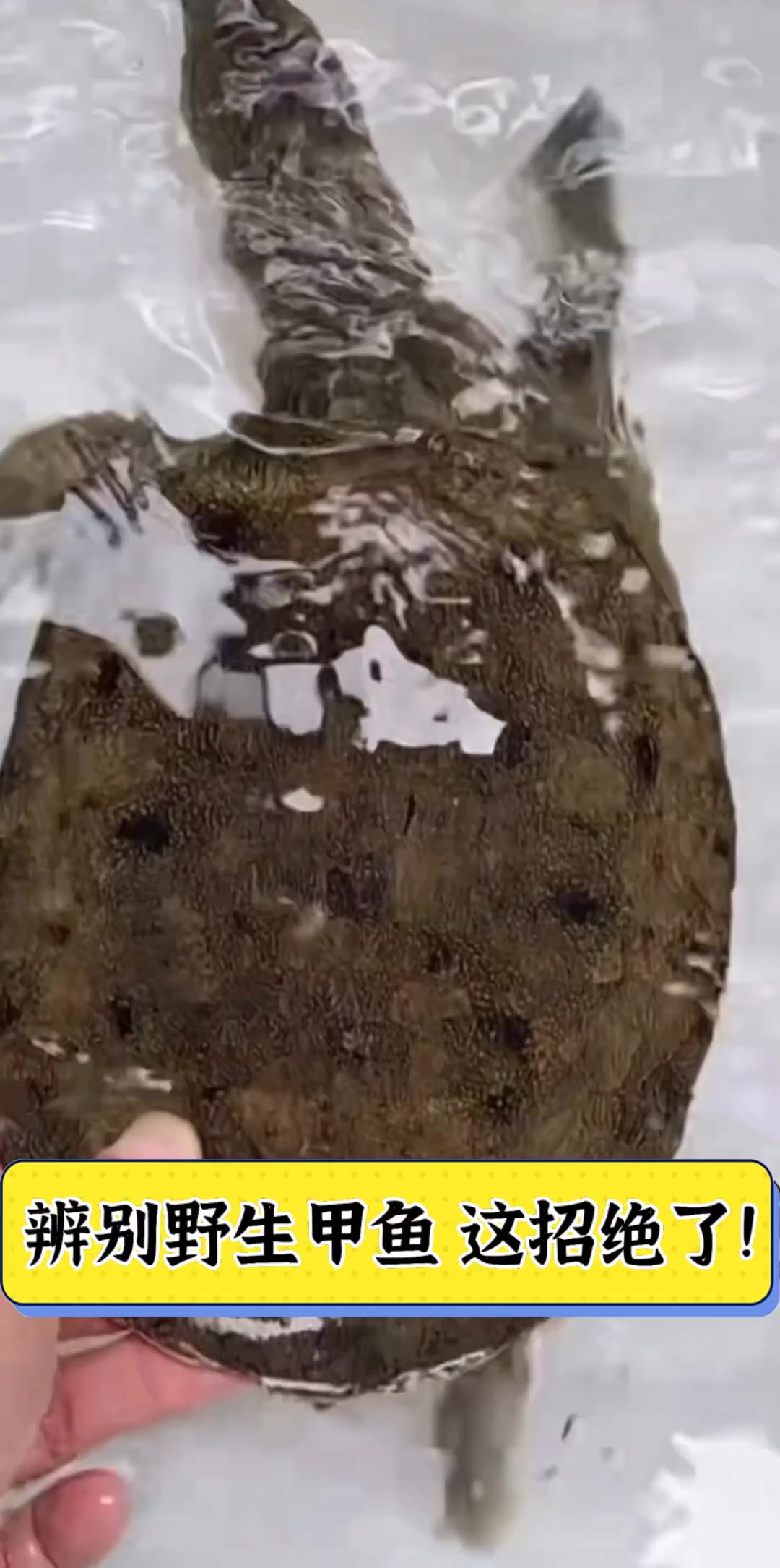 辨别野生甲鱼,这招绝了!
