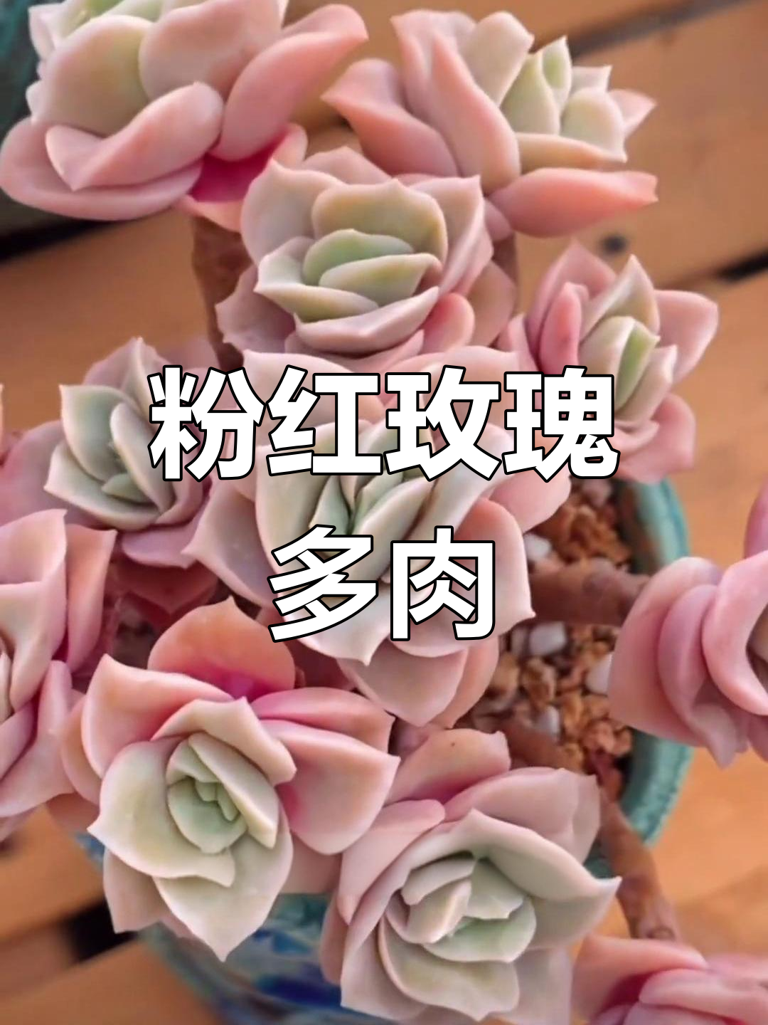 可爱玫瑰多肉:秋冬季节的美丽变化
