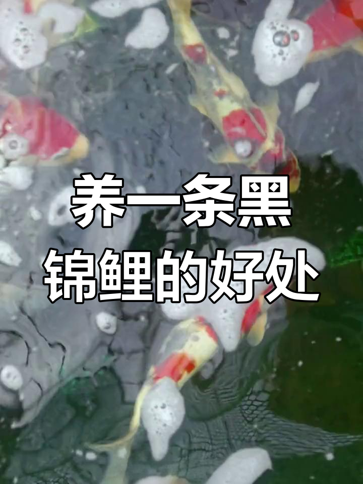为什么养鱼必须有一条黑锦鲤?风水揭秘
