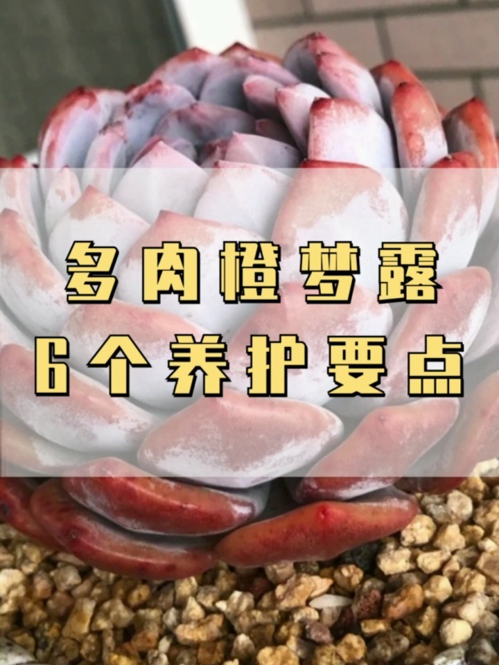 橙梦露怎么养?橙梦露6个养护要点