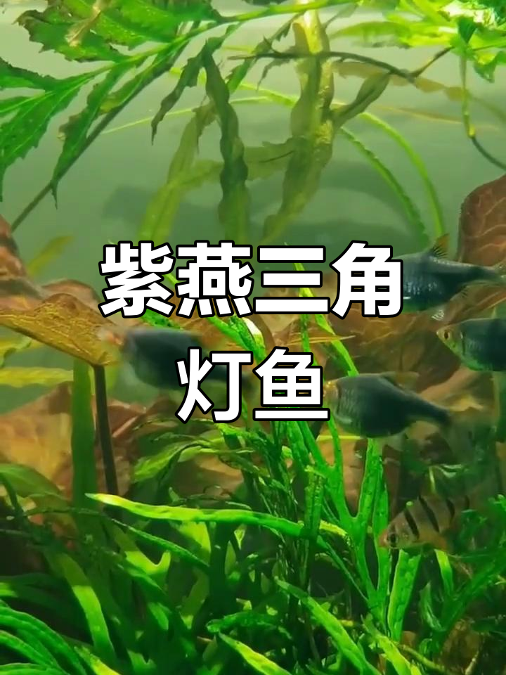 紫罗兰三角灯鱼:东南亚热带水域的美丽精灵