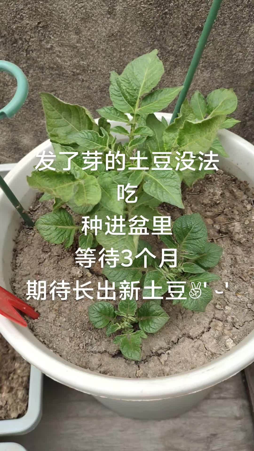 阳台种菜 记录我的种植生活 土豆发芽 阳台种植