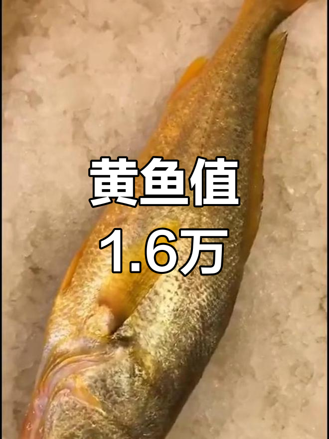 野生黄鱼4斤,价值16000元