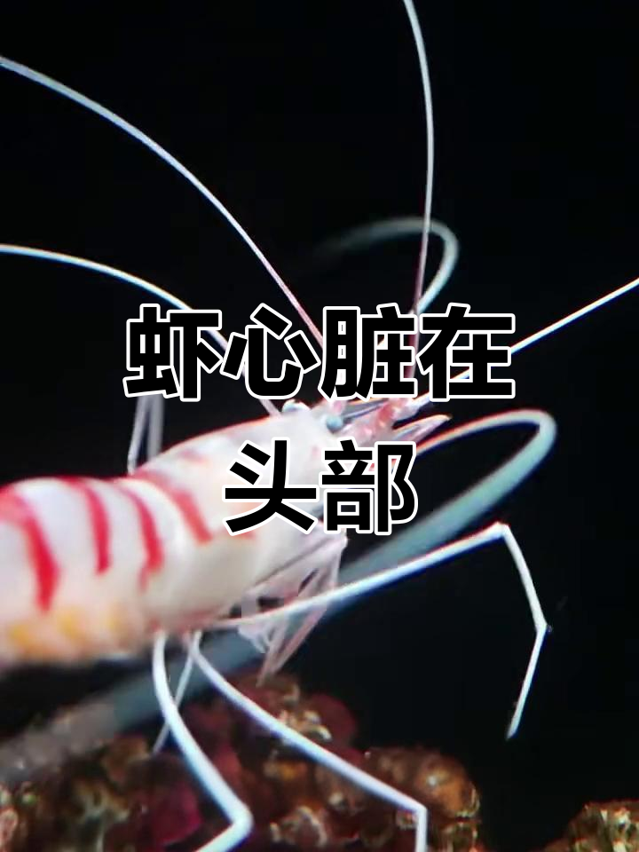 虾的心脏竟然在这里,真让人意外!