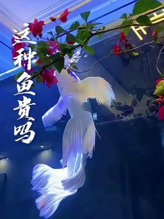 带你认识不同品种的名贵鱼你们都见过哪些