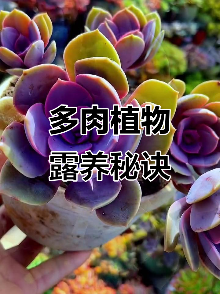 丁香多肉植物露养技巧,轻松打造美丽花园