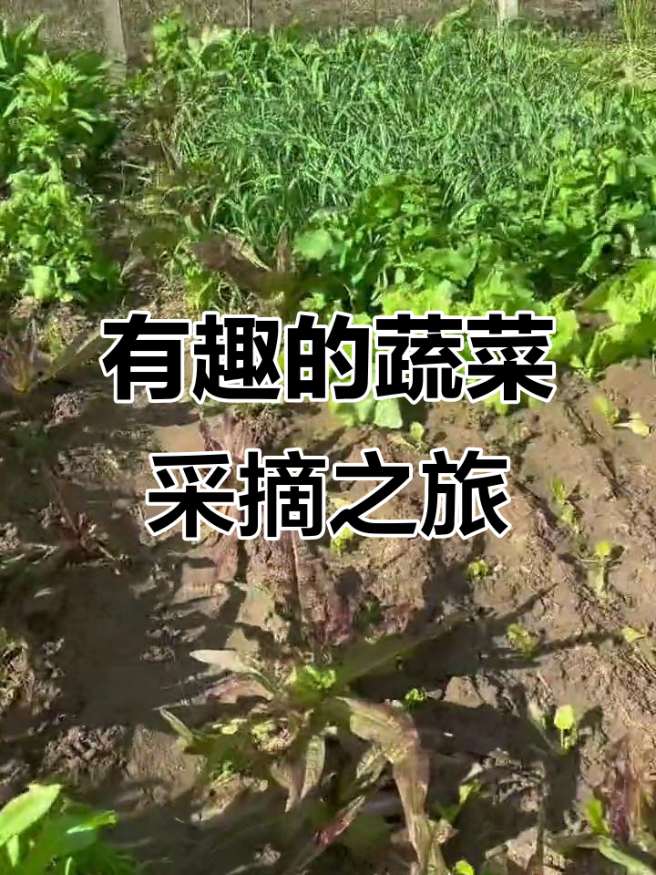 偷菜大作战!这些蔬菜竟然这么有趣,紫色莴笋和麦菜的秘密