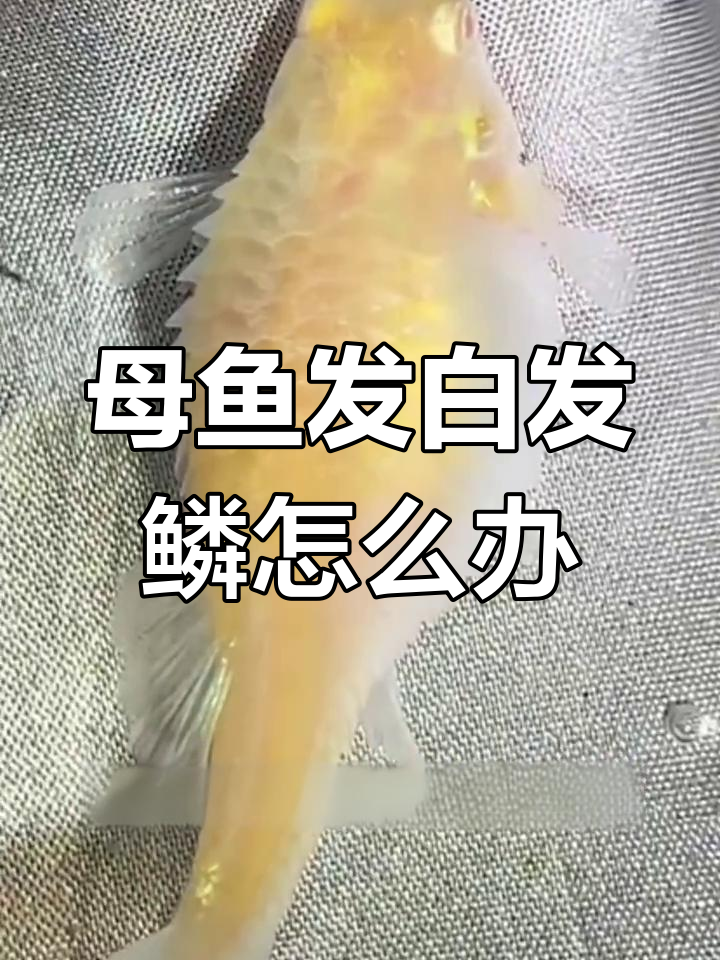 母鱼全身发白,鳞片炸起,内出血严重能救活吗?