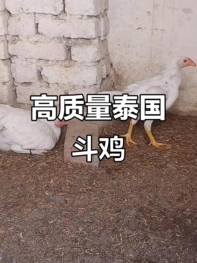 泰国斗鸡精彩瞬间,高质量对决不容错过