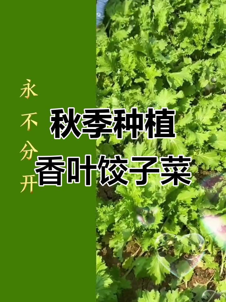 立秋后种香叶饺子菜,包饺子超美味
