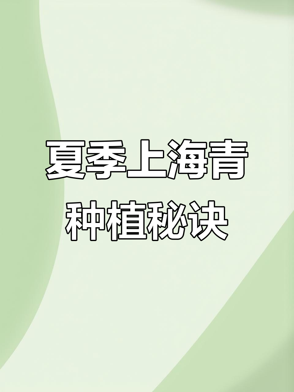 上海青夏季种植技巧,轻松掌握抗热小青菜的养护方法