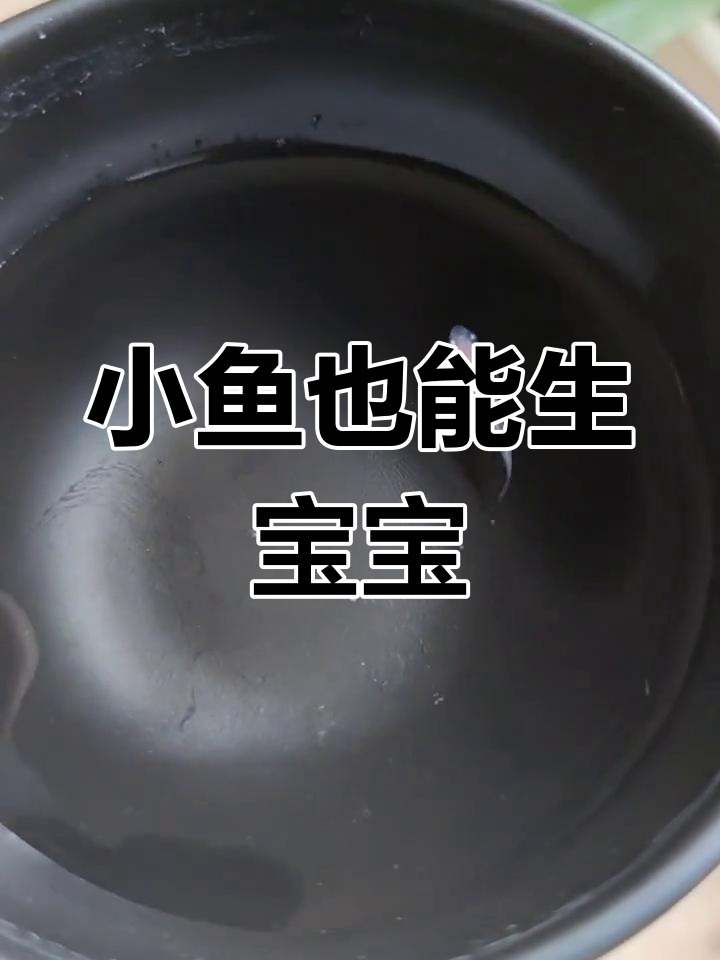 观背清鳉2厘米就能产卵,真是让人惊喜!