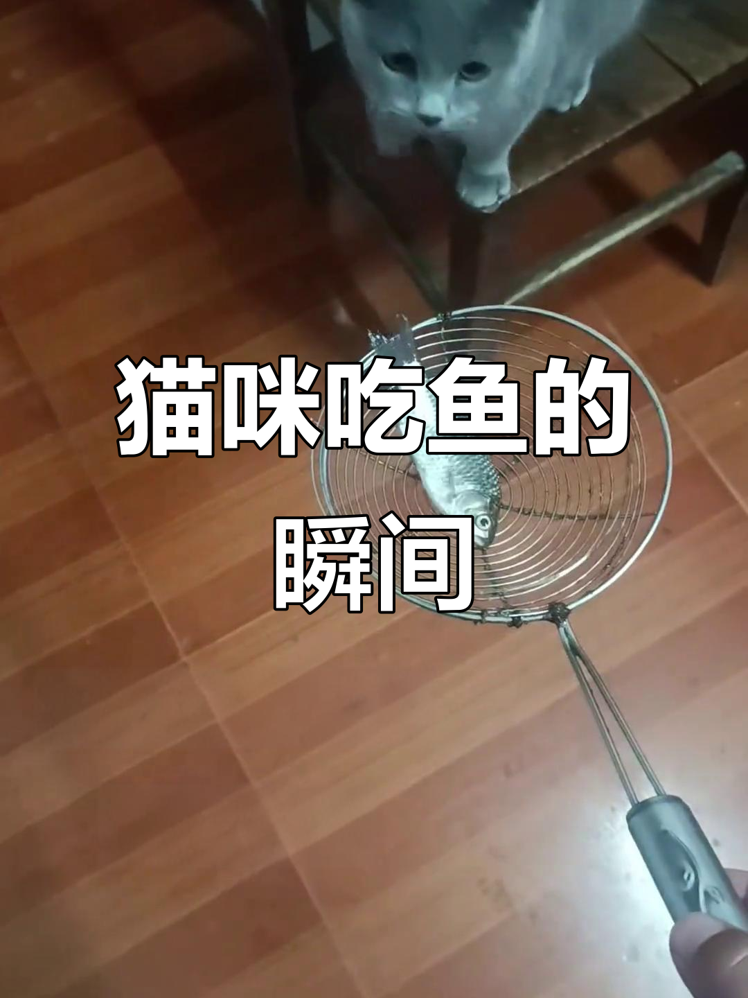 小猫吃鱼竟然这么可爱,简直萌翻了!