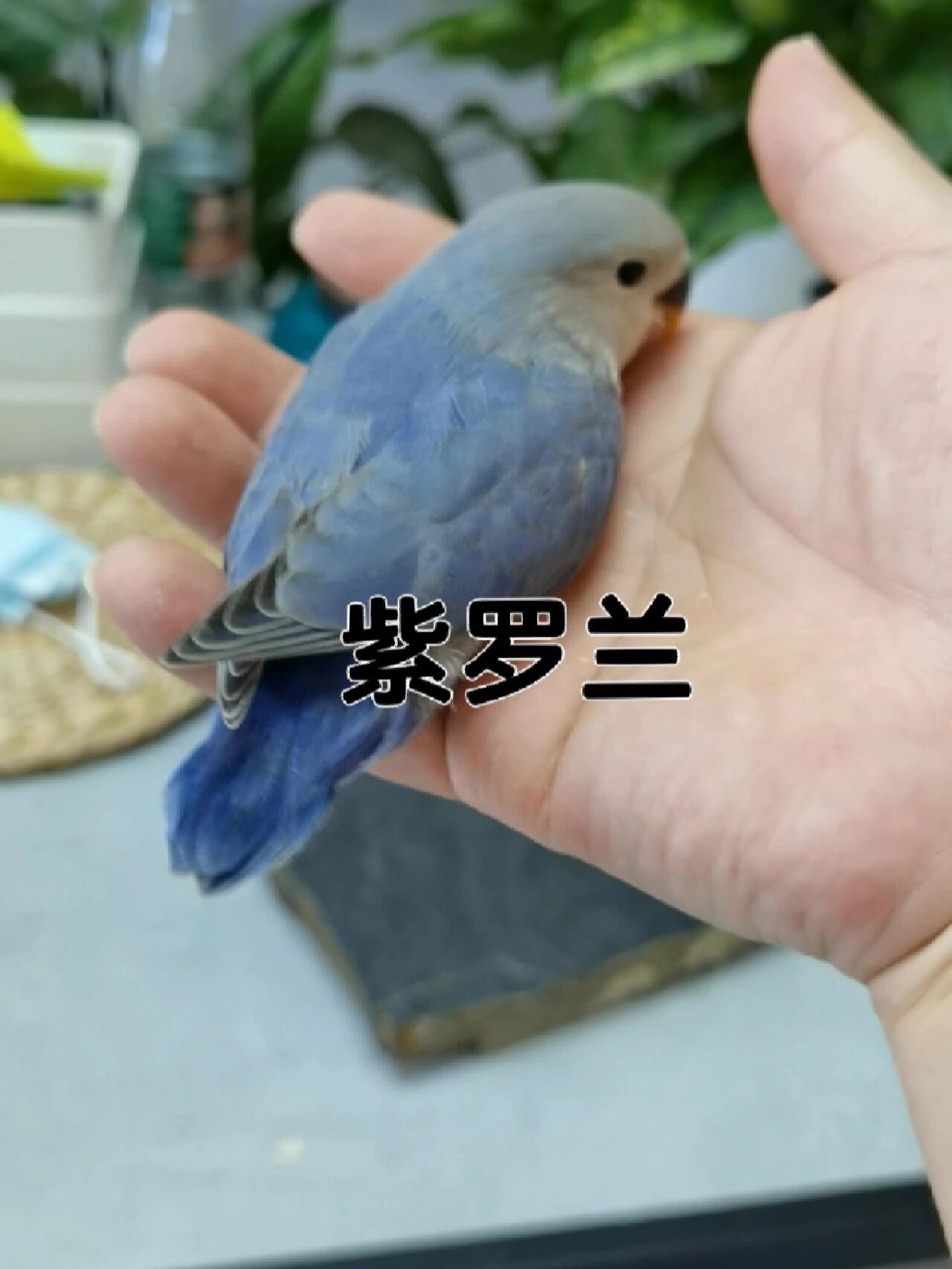牡丹鹦鹉—高纯紫罗兰
