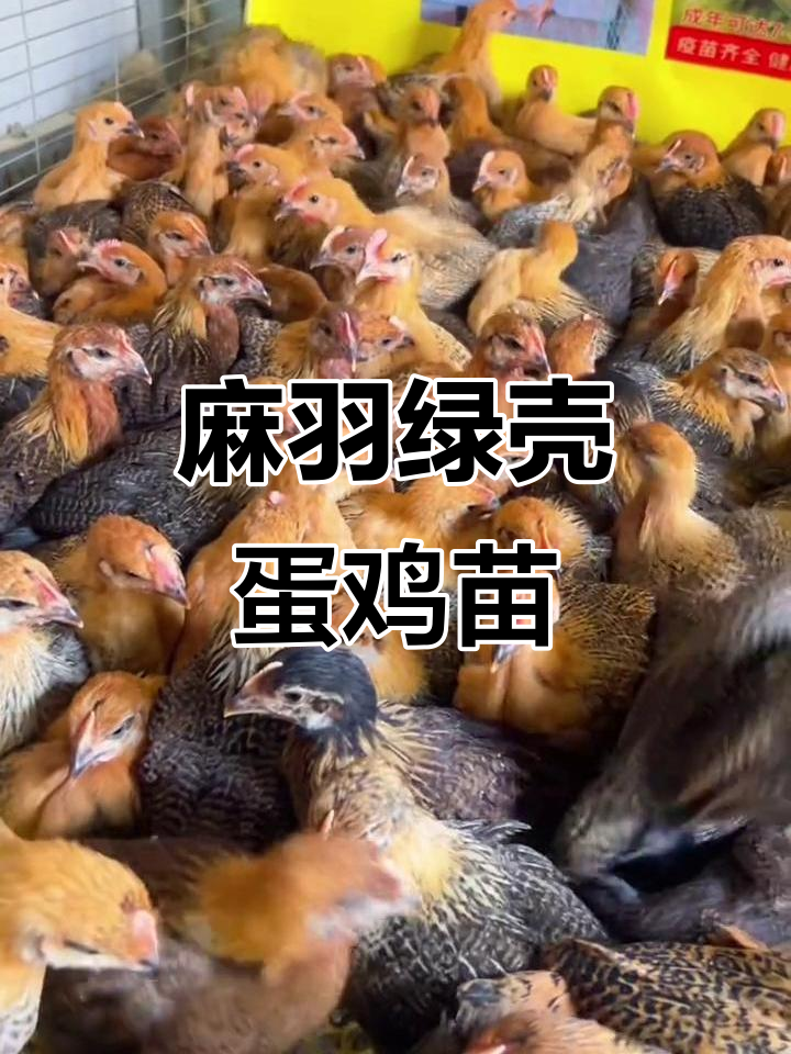 麻羽绿壳蛋鸡苗，养殖新选择