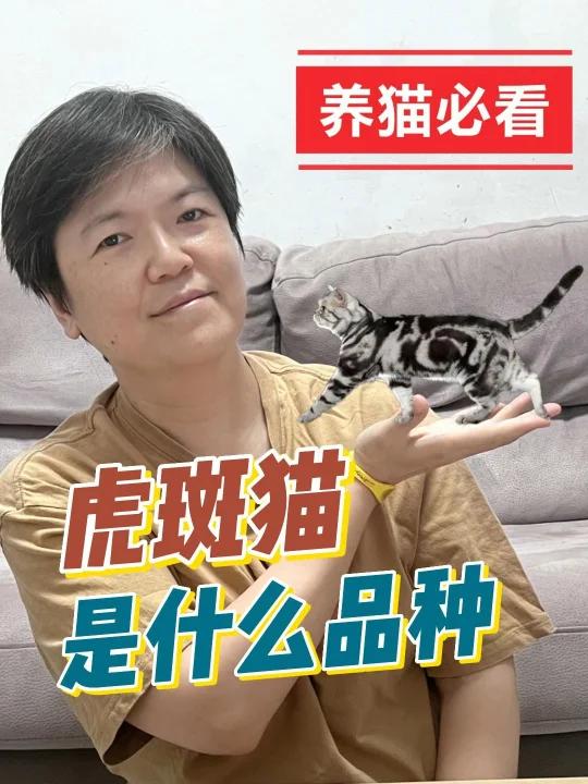 71虎斑猫又是什么品种