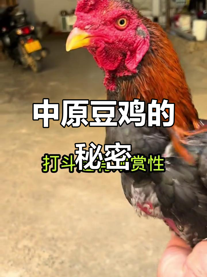 揭秘中原豆鸡:最昂贵的斗鸡品种,打斗激烈不容错过