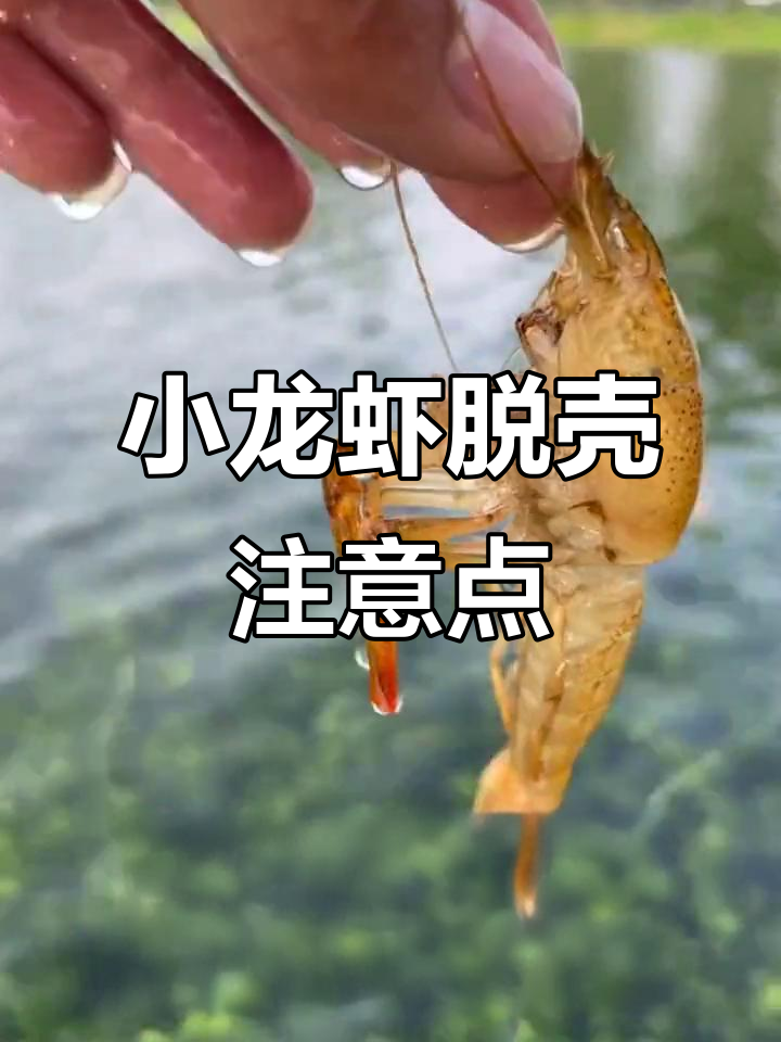 小龙虾脱壳期三大注意事项，避免影响健康