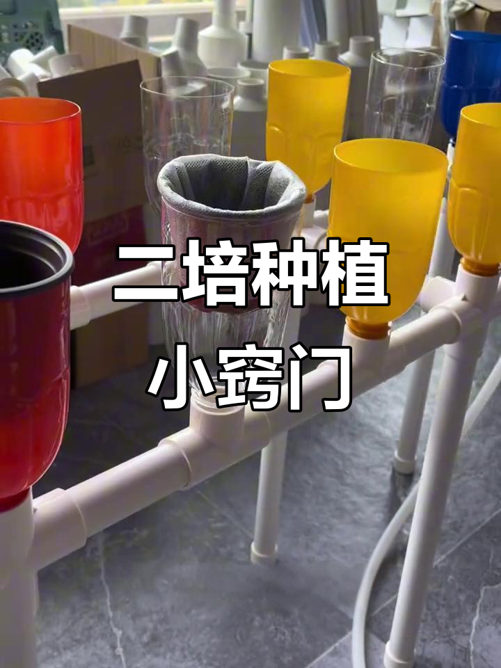 基质二培种植技巧:鱼菜共生与潮汐式管理