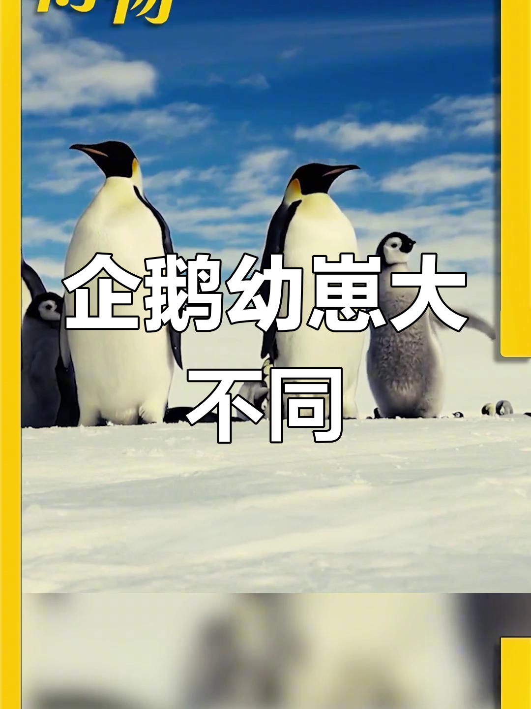 王企鹅与帝企鹅的奇妙差异