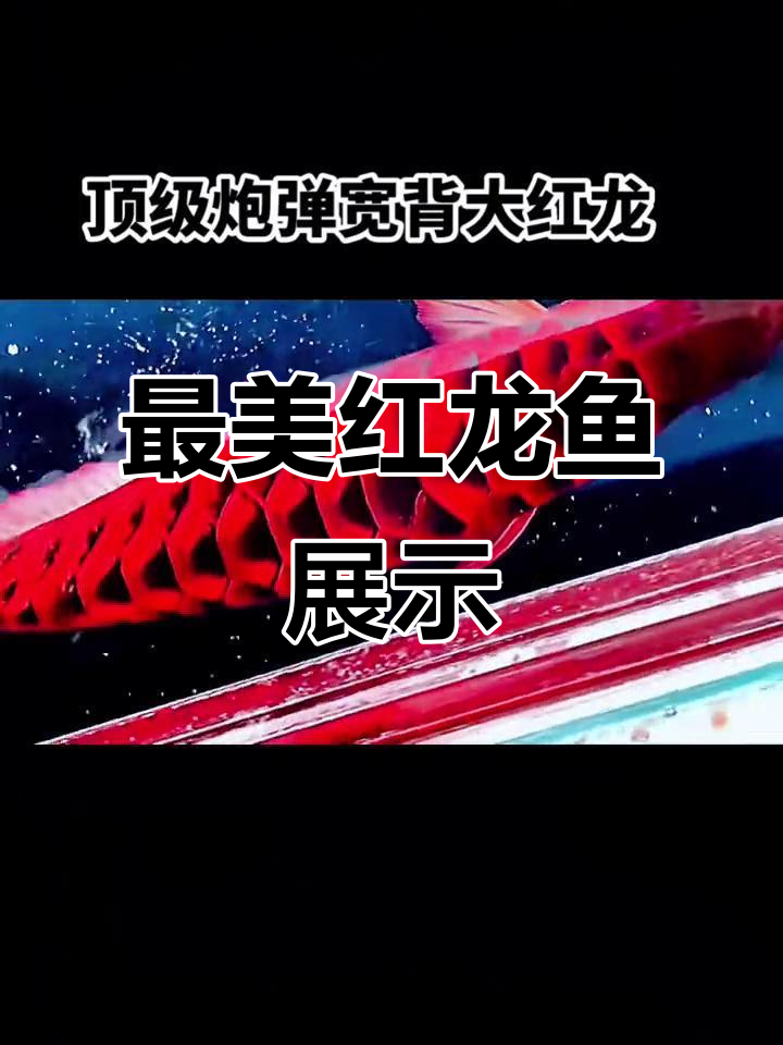 探秘最美原生红龙鱼,肌肉发达令人惊艳