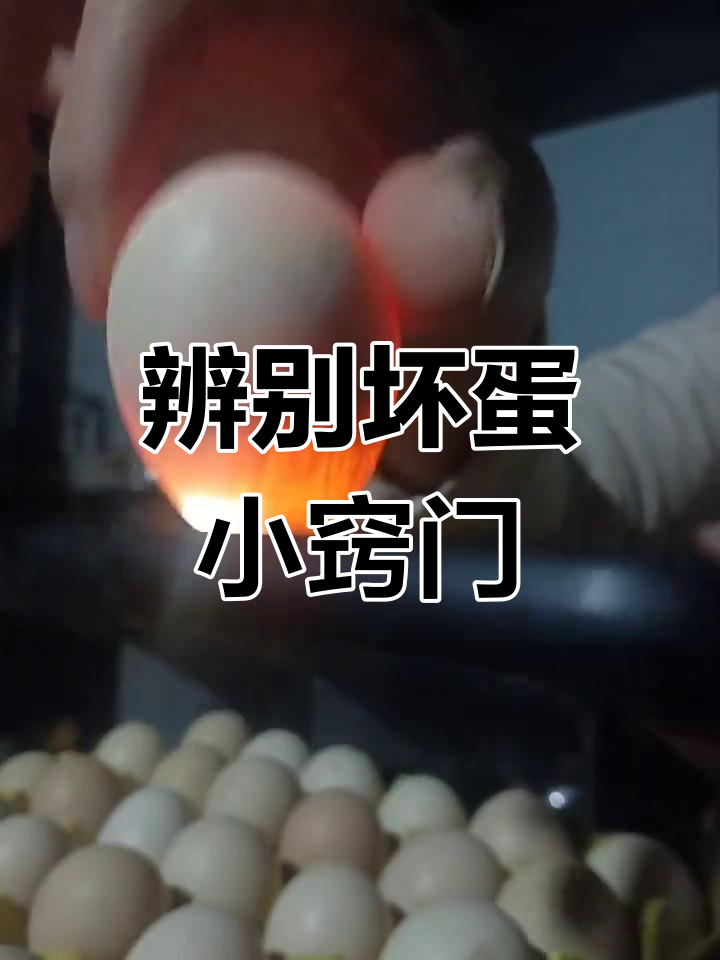 如何辨别鸡蛋好坏,现场实拍教你技巧