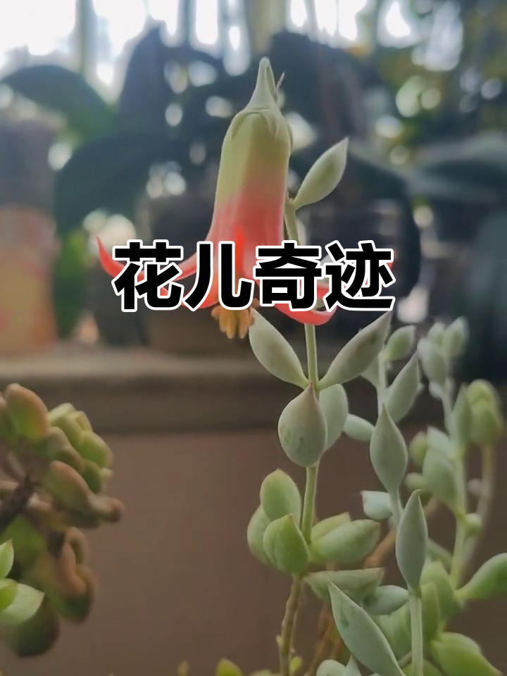 达摩福娘顽强开花,墙角半年无水竟绽放惊艳之花