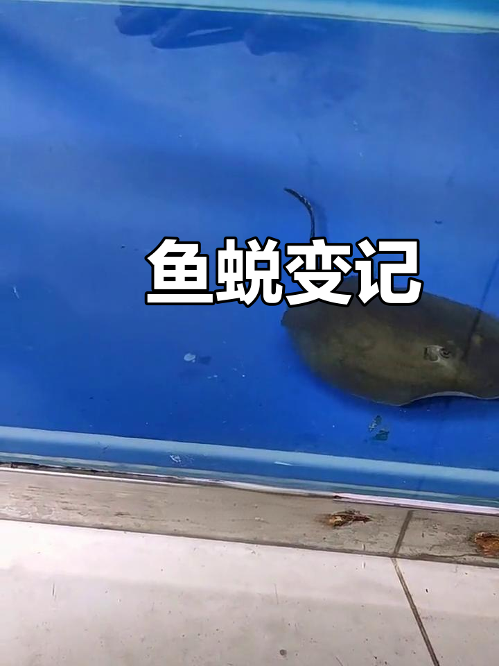 魟鱼拒食20天,葫芦口恢复进食过程大揭秘
