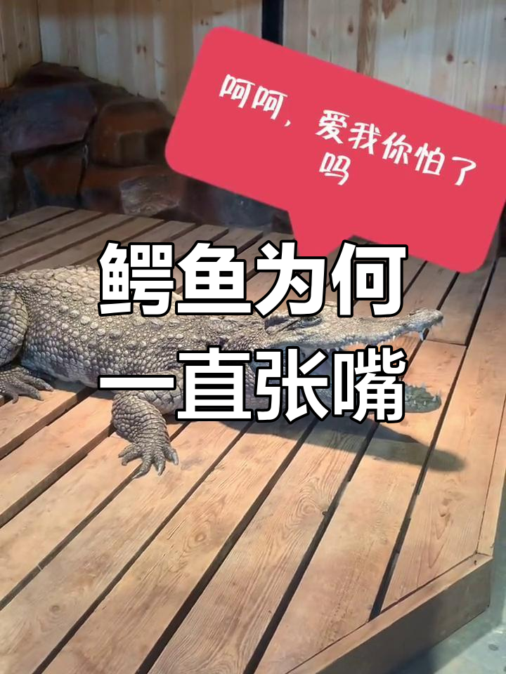 鳄鱼张嘴的秘密:冷血动物的取暖方式
