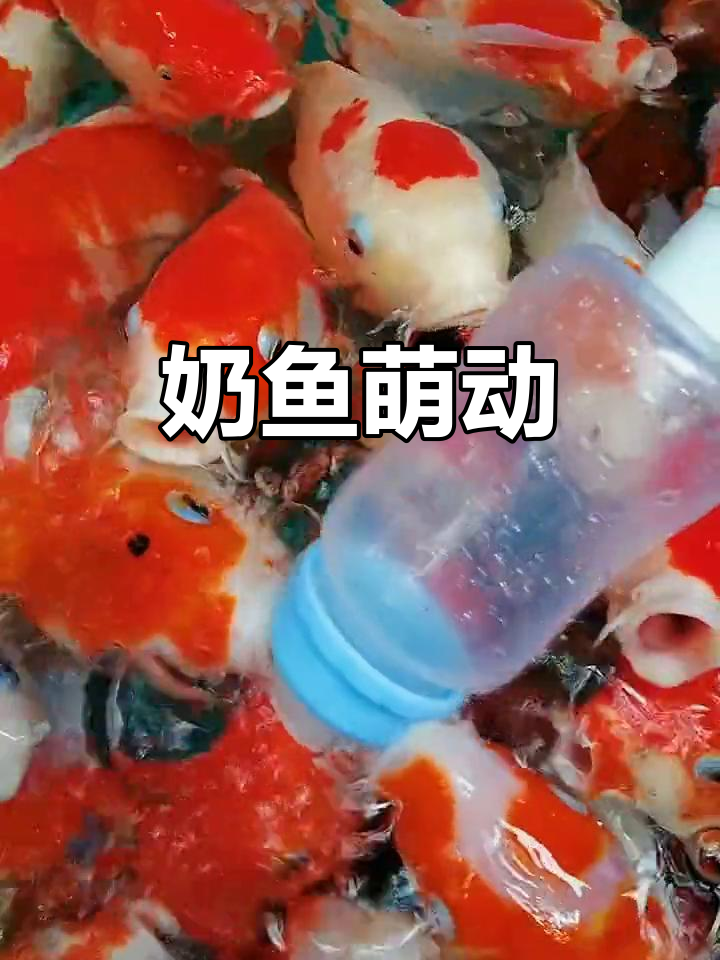 奶鱼争抢奶嘴,萌态十足!