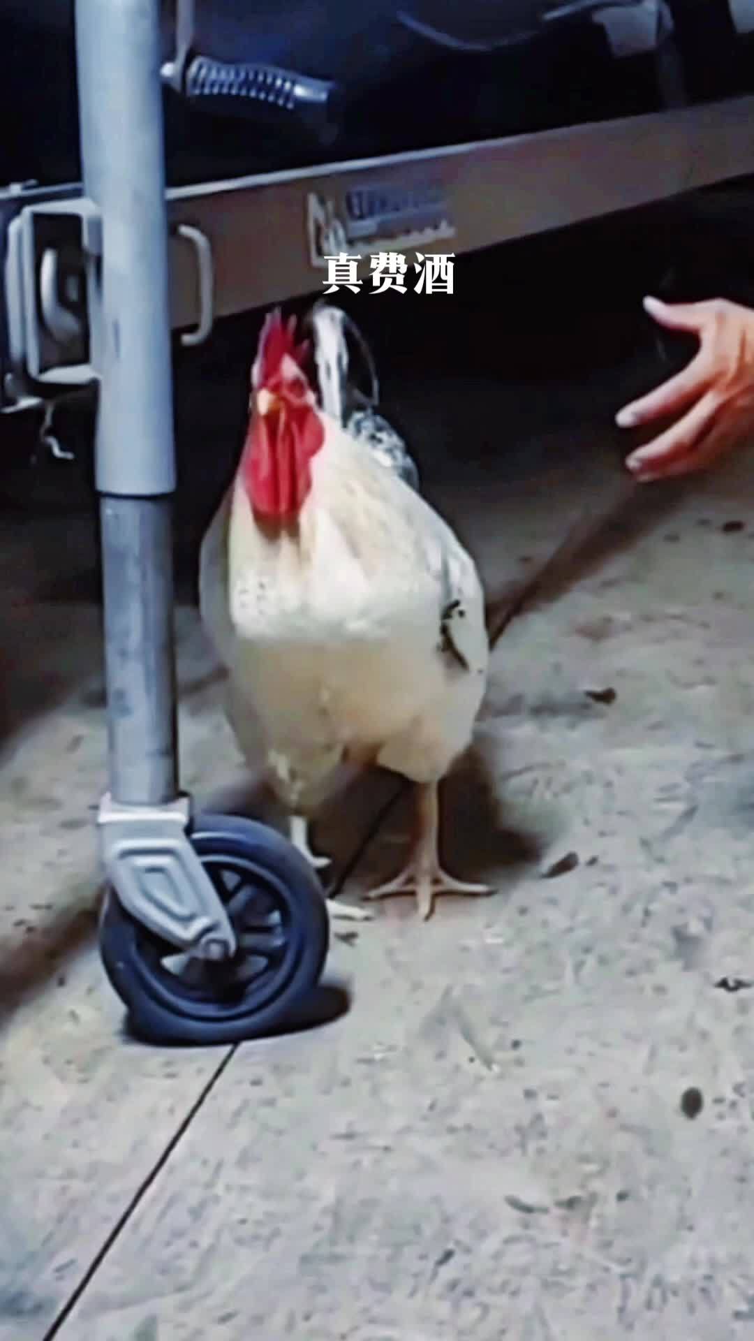 晚上鸡啼比早上勤的公鸡 创作灵感 美食 搞笑美食