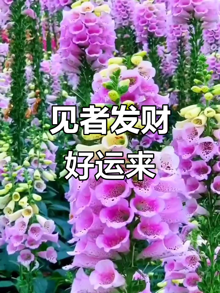 招财鱼带来好运,花开富贵满堂彩