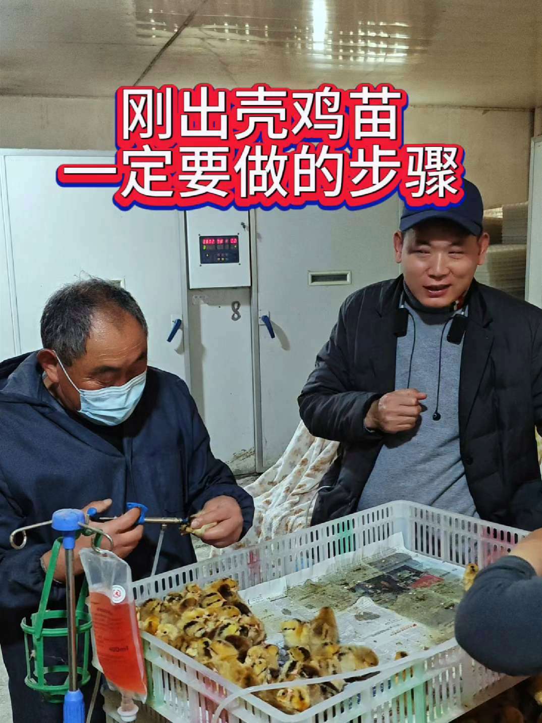 小鸡刚出壳时,哪些是一定要做的?前期的关键环节,决定了以后的品质。养鸡知识 科学养鸡 孵小