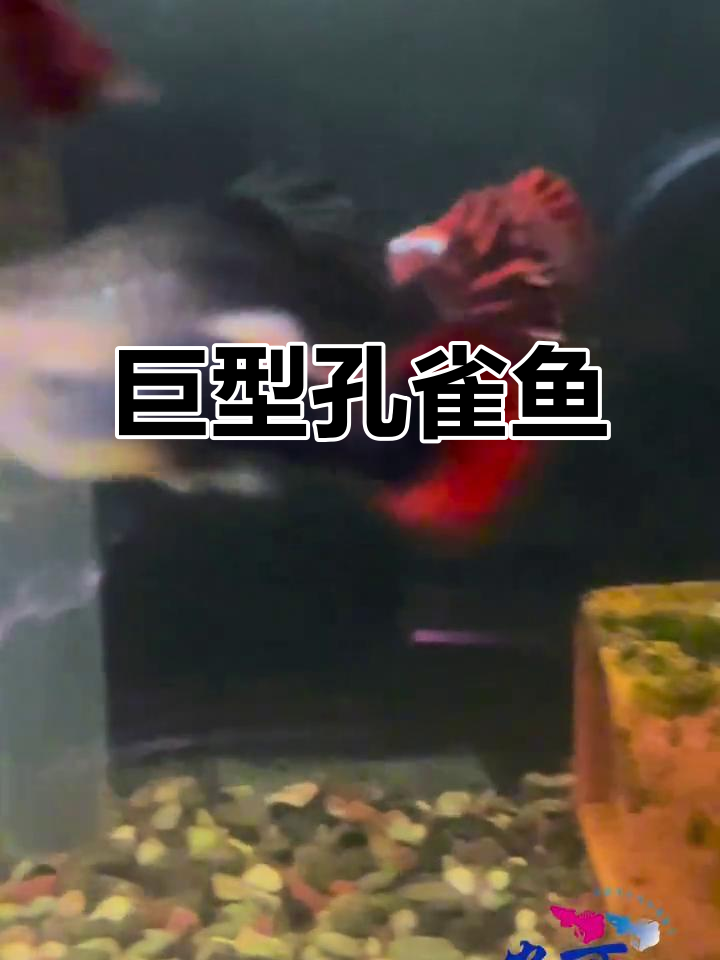 2岁孔雀鱼仍在产卵,体型巨大、色彩亮丽!