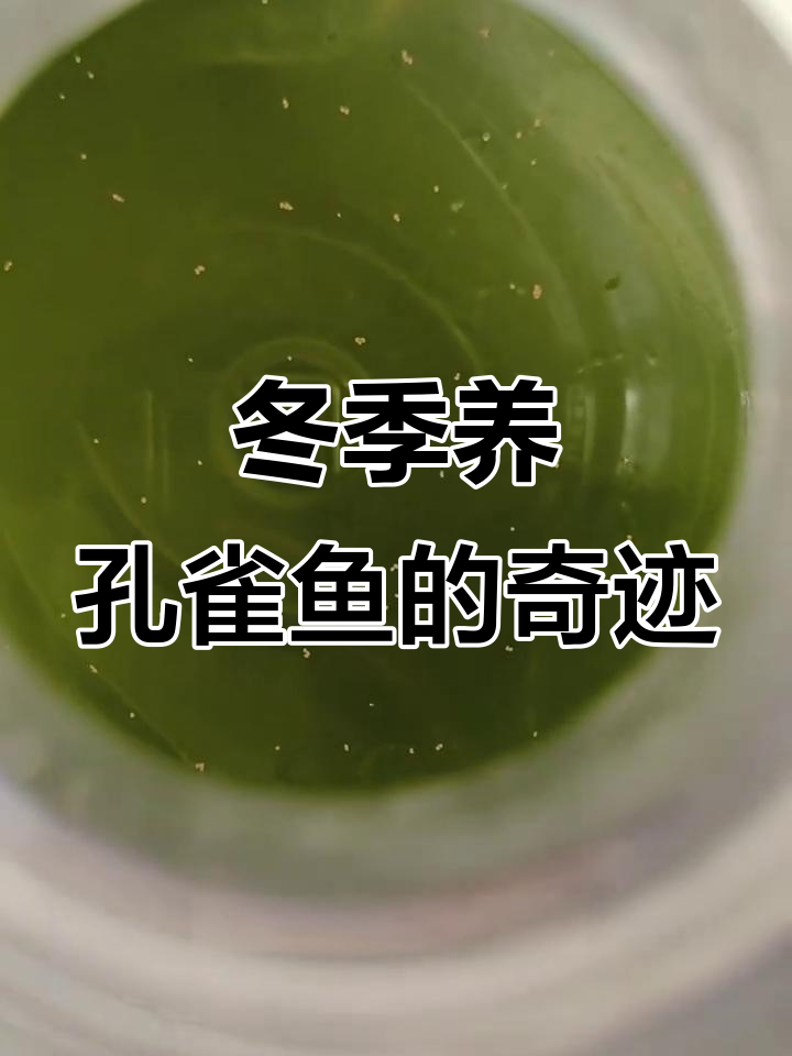 孔雀鱼在低温下如何生存?零度到二十度的挑战