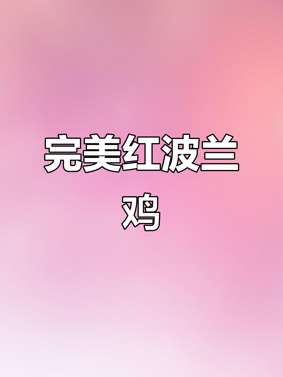 红波兰鸡,水墨画般的美丽观赏鸡,免费送粉丝一只