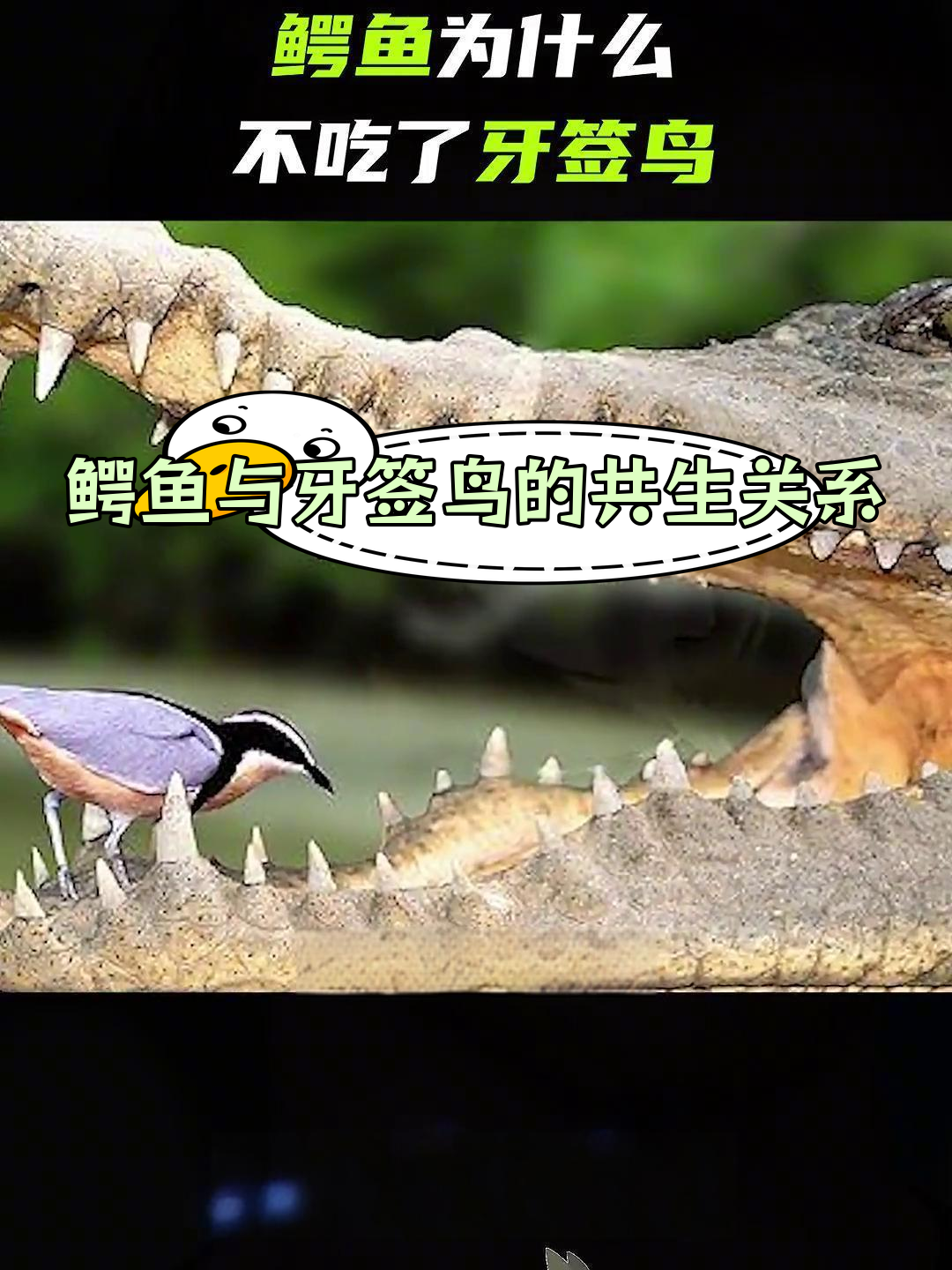 鳄鱼为何不吃牙签鸟?